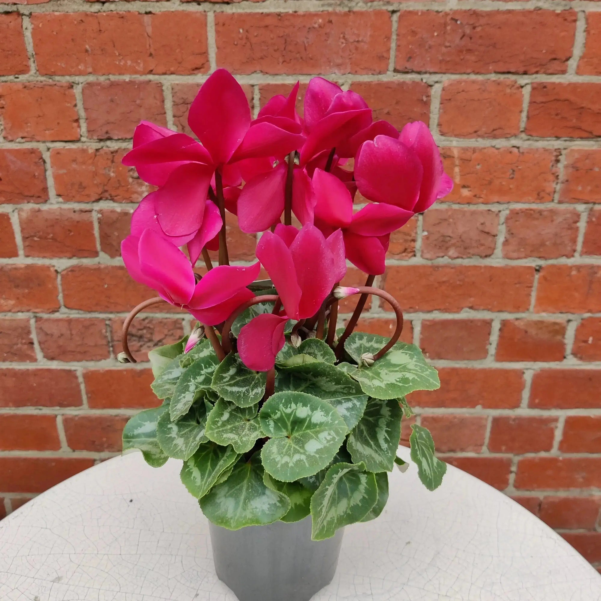 Cyclamen - 10cm pot Folia House