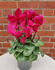 Cyclamen - 10cm pot Folia House