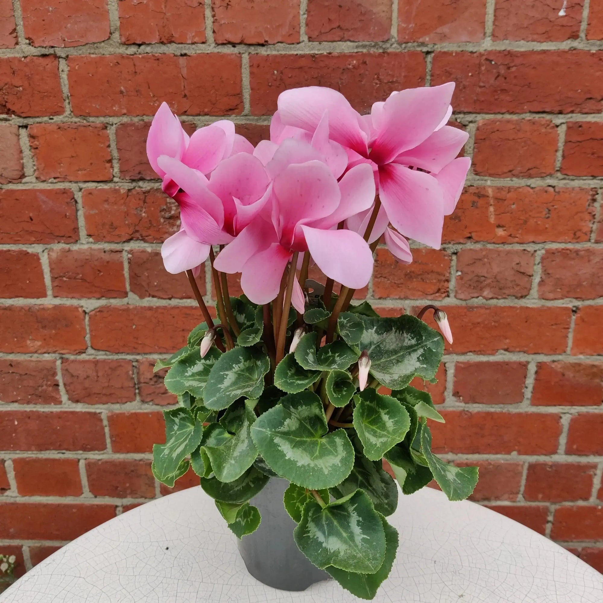 Cyclamen - 10cm pot Folia House