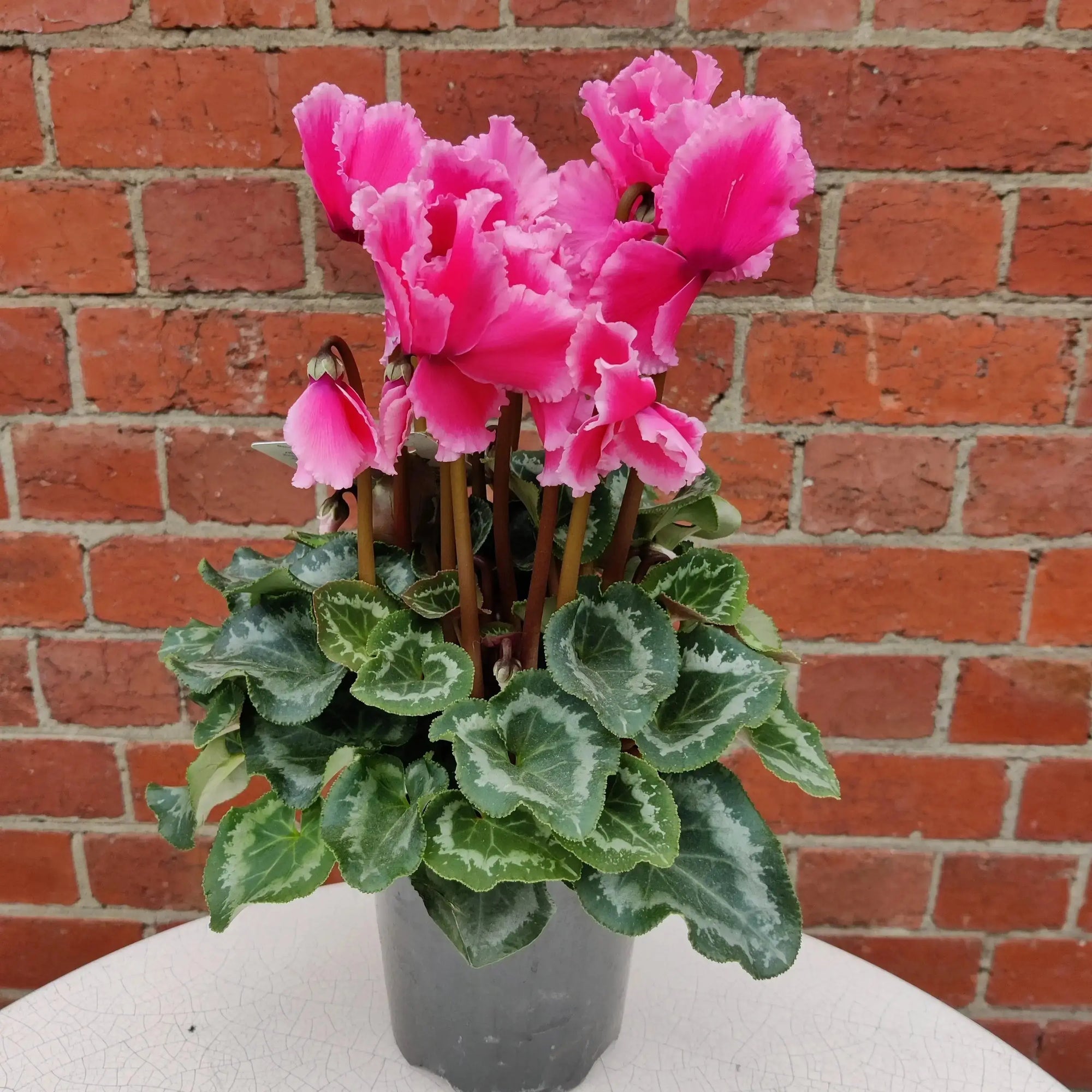 Cyclamen - 10cm pot Folia House