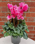 Cyclamen - 10cm pot Folia House