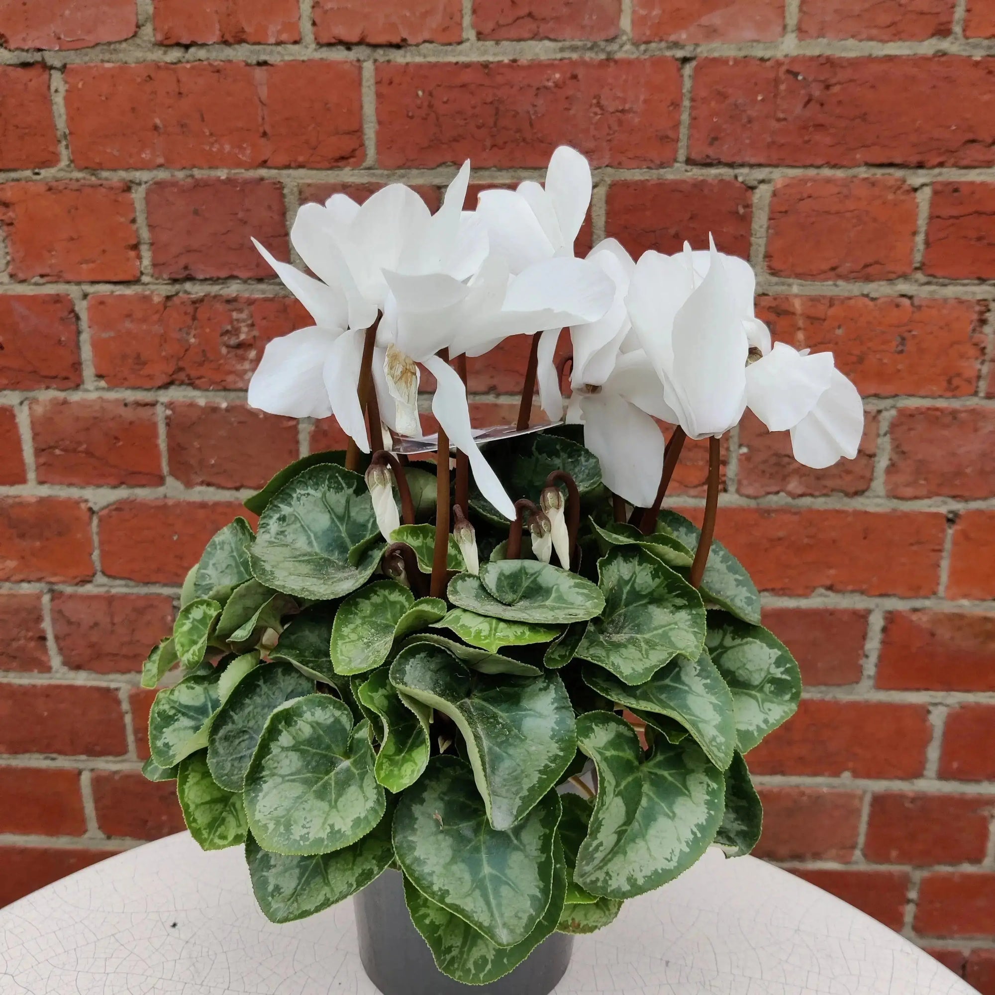 Cyclamen - 10cm pot Folia House