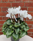 Cyclamen - 10cm pot Folia House