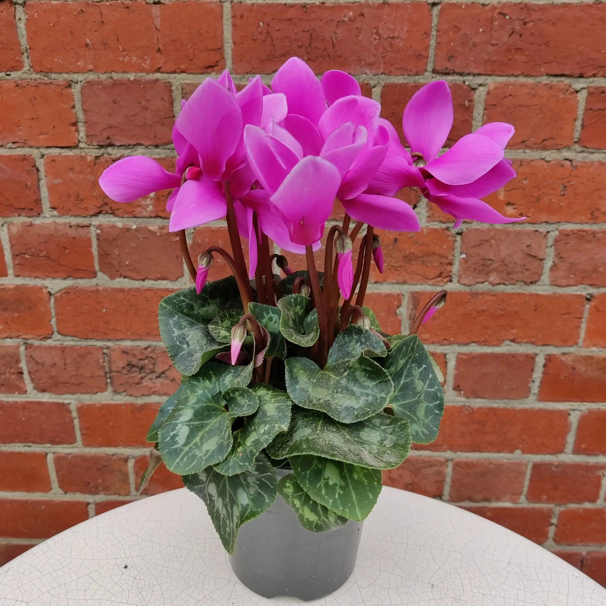 Cyclamen - 10cm pot Folia House