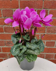 Cyclamen - 10cm pot Folia House