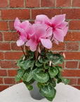 Cyclamen - 10cm pot Folia House