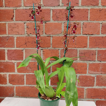 Dancing lady orchid - Chocolate - 13cm pot Folia House