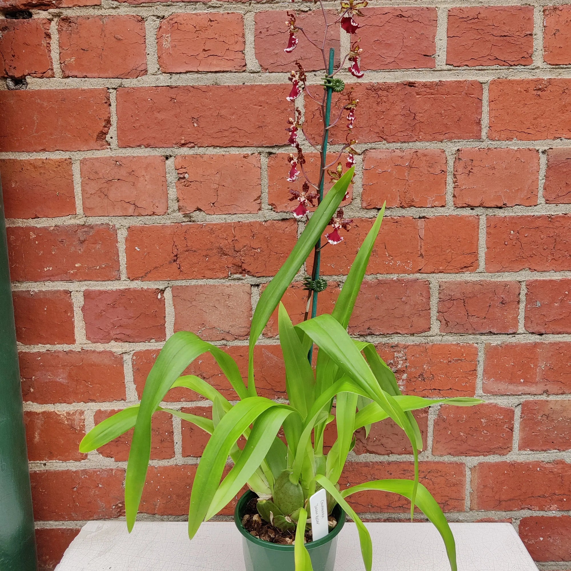 Dancing lady orchid - Chocolate - 13cm pot Folia House