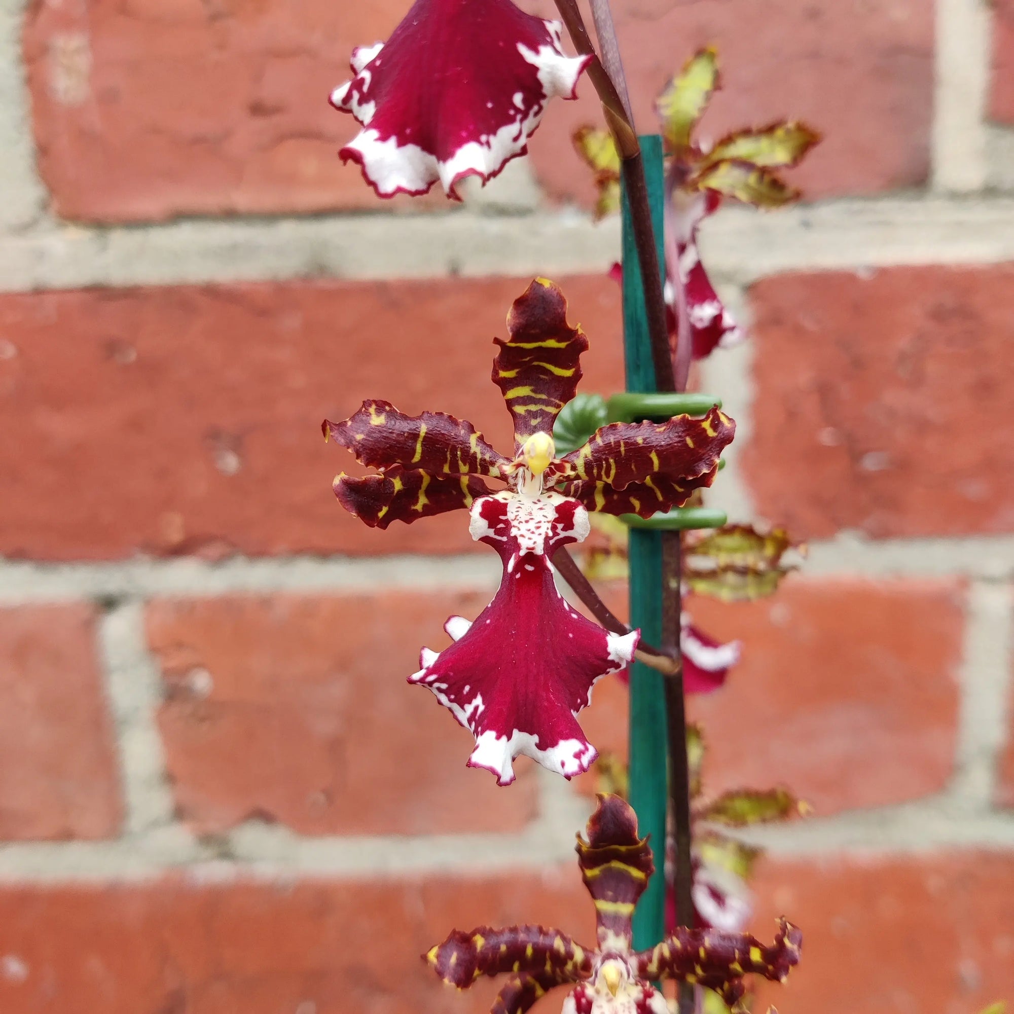Dancing lady orchid - Chocolate - 13cm pot Folia House