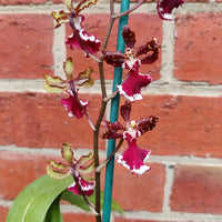 Dancing lady orchid - Chocolate - 13cm pot Folia House