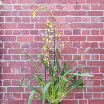 Dancing lady orchid (Oncidium) - 15cm pot Folia House