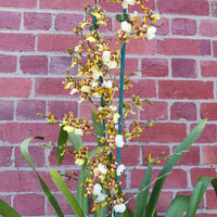 Dancing lady orchid (Oncidium) - 15cm pot Folia House