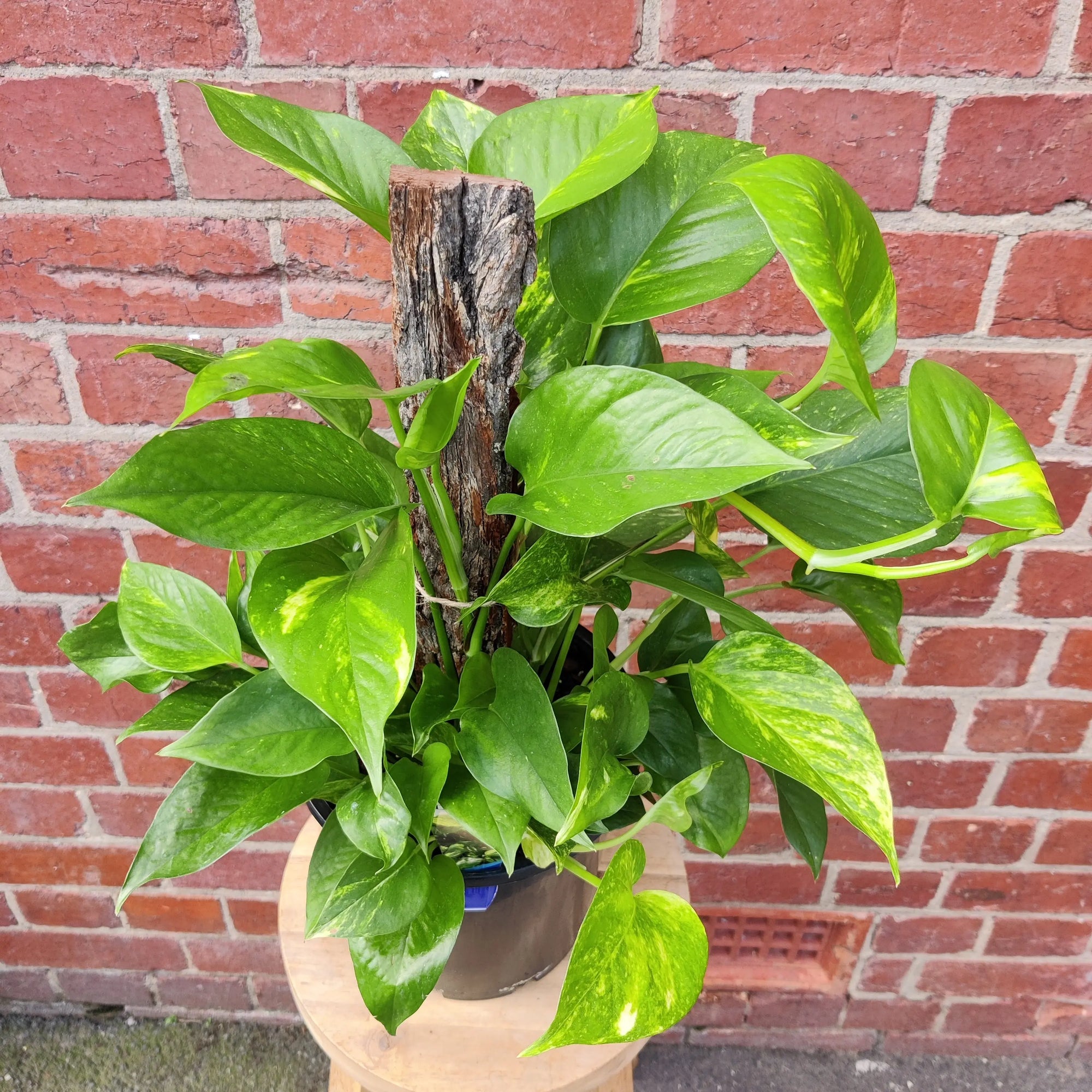 Devil's Ivy (Epipremnum aureum) - 20cm Pot Totem Folia House