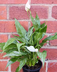 Domino Peace lily (Spathiphyllum) - 13cm Pot Folia House