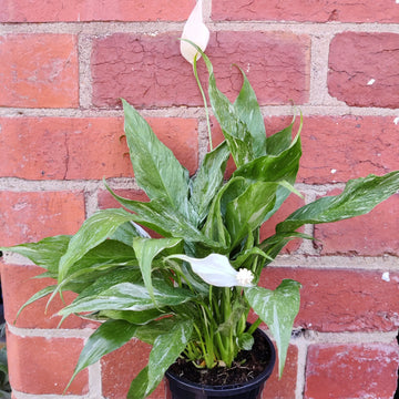 Domino Peace lily (Spathiphyllum) - 13cm Pot Folia House