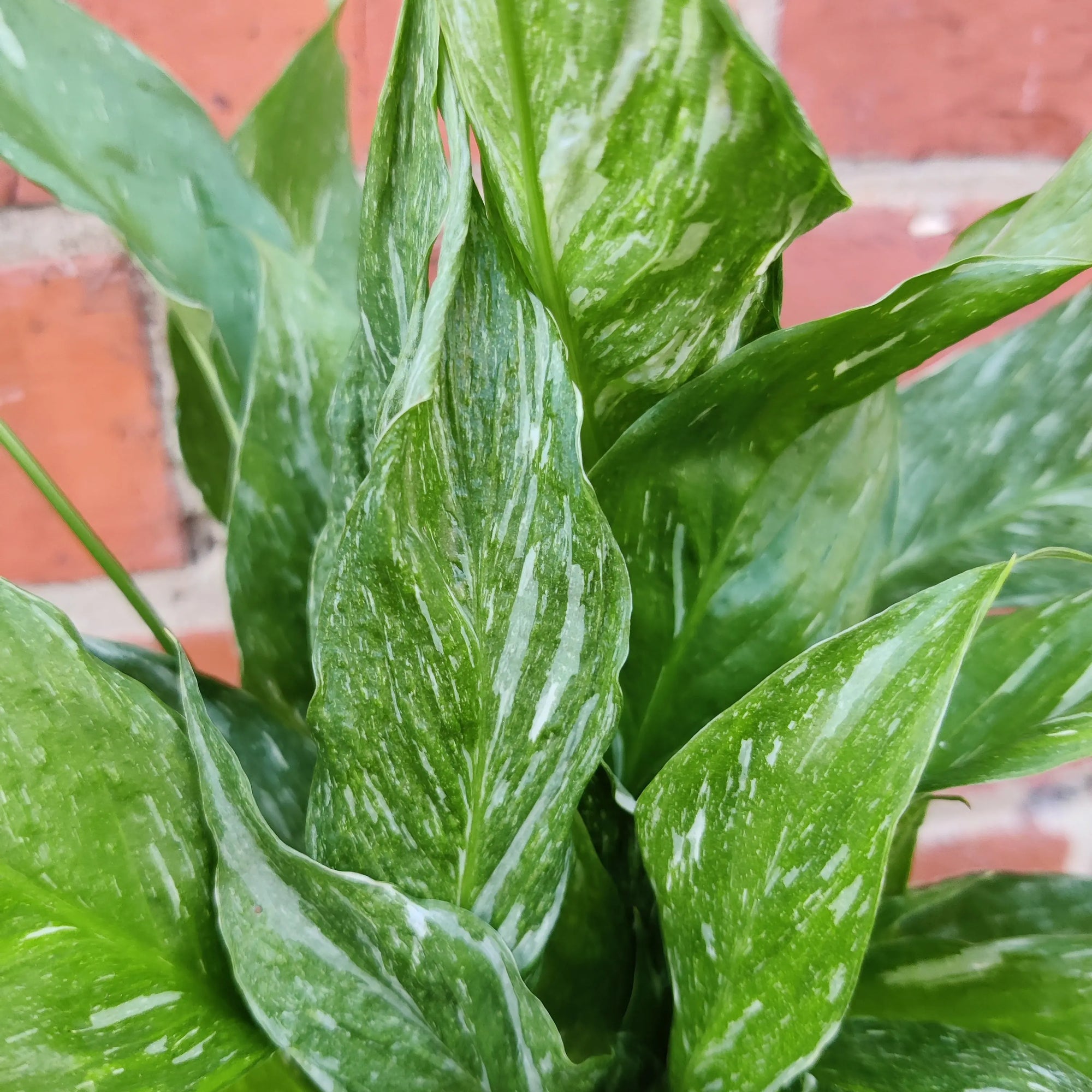 Domino Peace lily (Spathiphyllum) - 13cm Pot Folia House