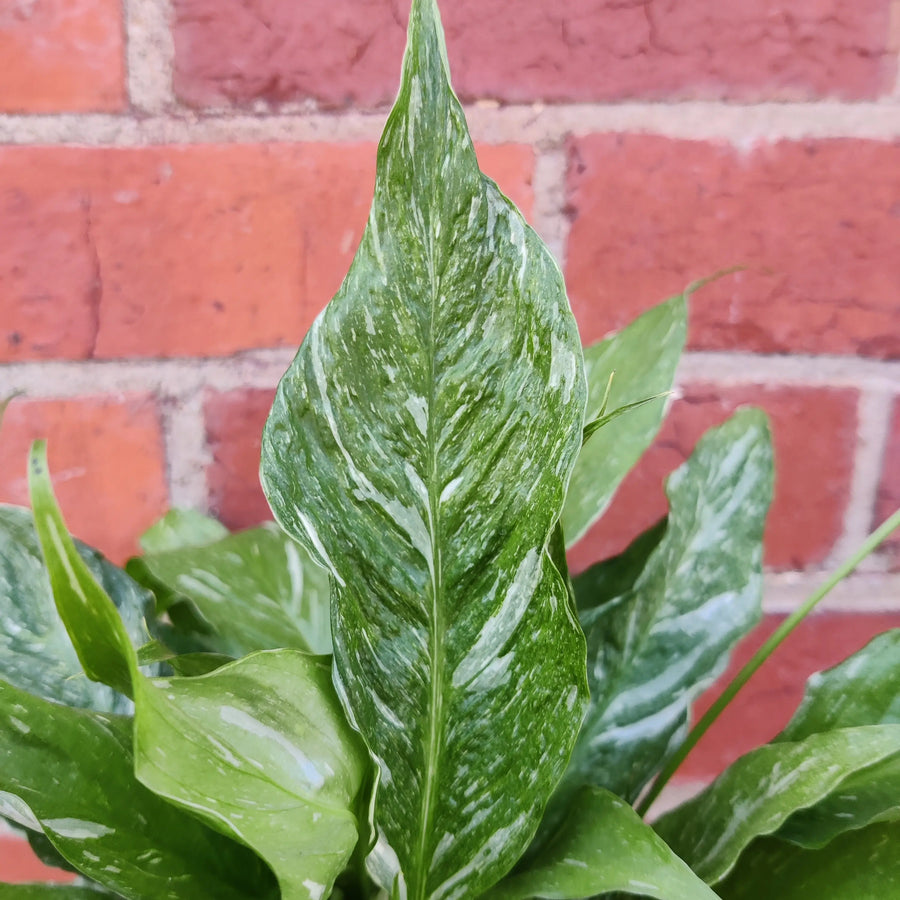 Domino Peace lily (Spathiphyllum) - 13cm Pot Folia House