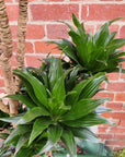 Dracaena Janet Craig Compacta - 25cm Pot Folia House