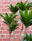 Dracaena Janet Craig Compacta - 25cm Pot Folia House