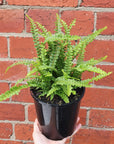 Duffii Fern -14cm pot Folia House