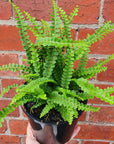 Duffii Fern -14cm pot Folia House