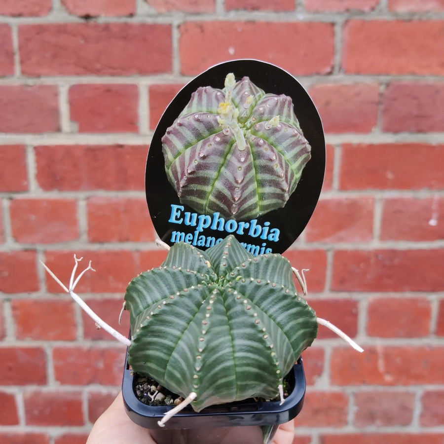 Euphorbia Meloformis Folia House