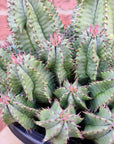 Euphorbia Polygona - 20cm pot Folia House