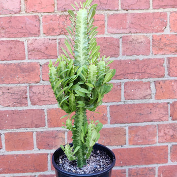 Euphorbia Trigona 'Green' - 15cm pot Folia House