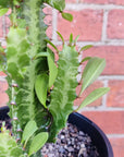 Euphorbia Trigona 'Green' - 15cm pot Folia House