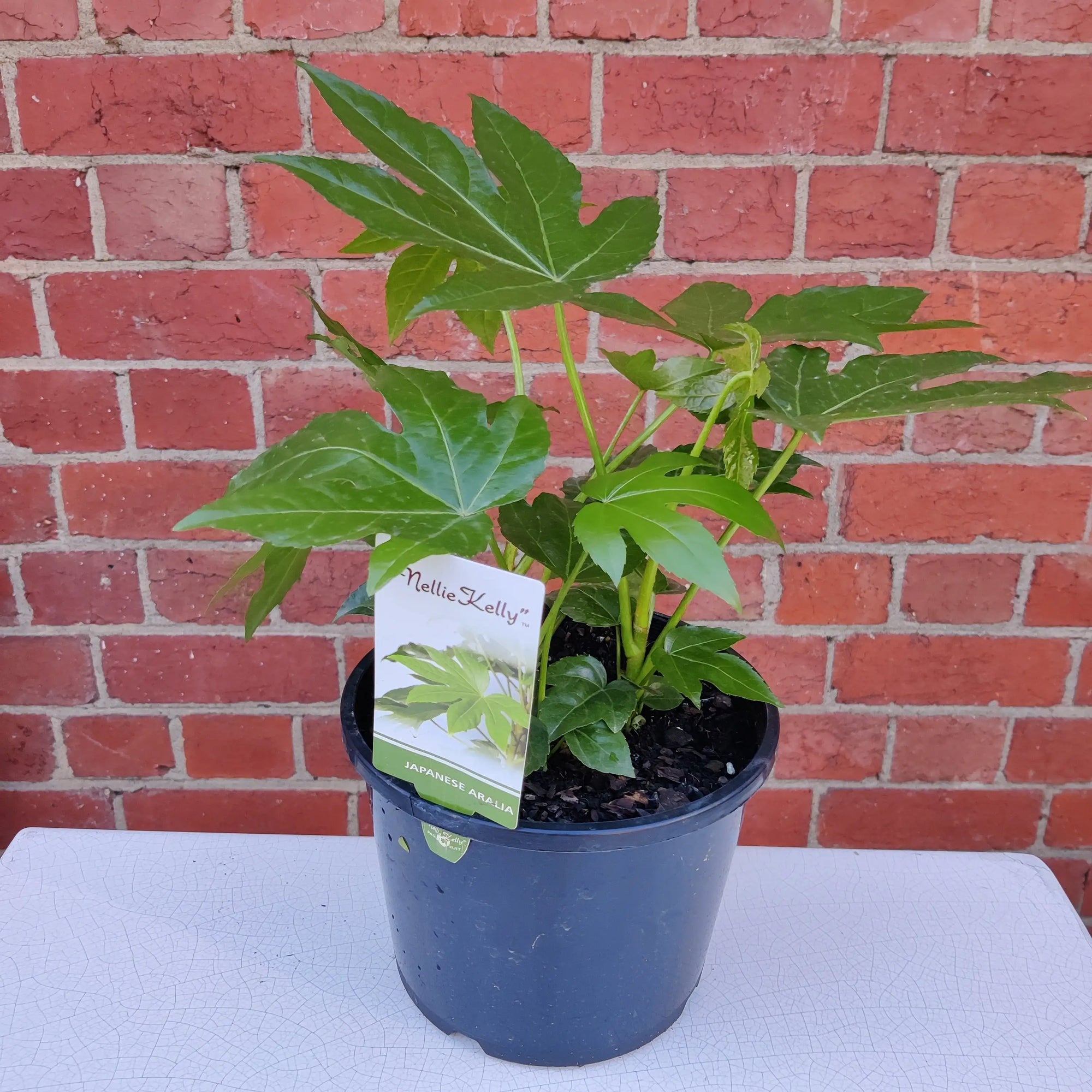 Fatsia Japonica - Japanese Aralia - 20cm Pot Folia House