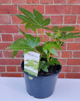 Fatsia Japonica - Japanese Aralia - 20cm Pot Folia House