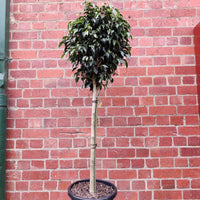 Ficus Benjamin Midnight - Ebony Topiary Standard- 30cm Pot Folia House