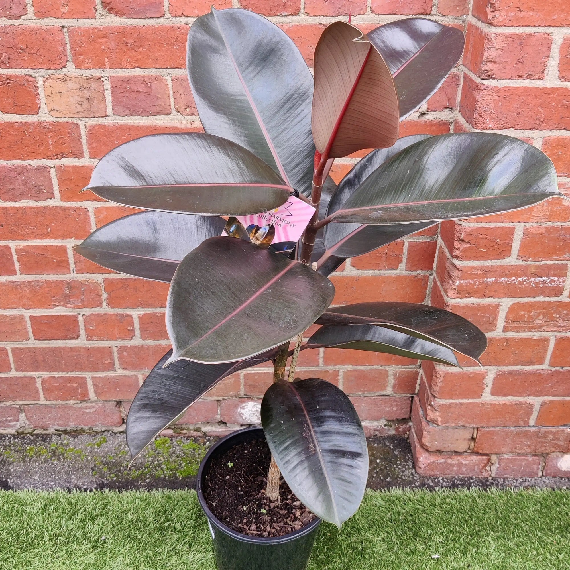 Ficus Burgundy - 25cm Pot Folia House