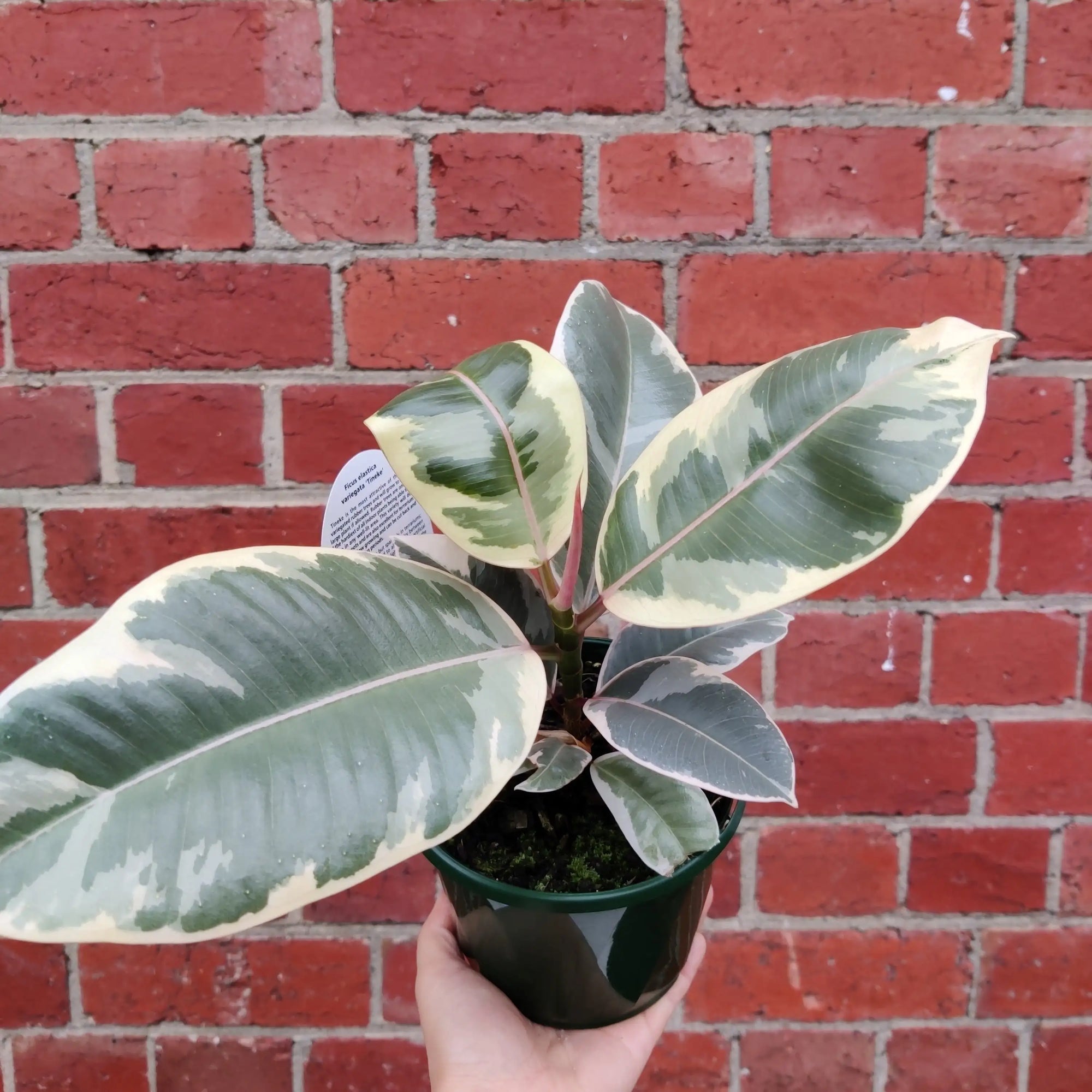 Ficus Decora Tineke - 13cm Pot Folia House