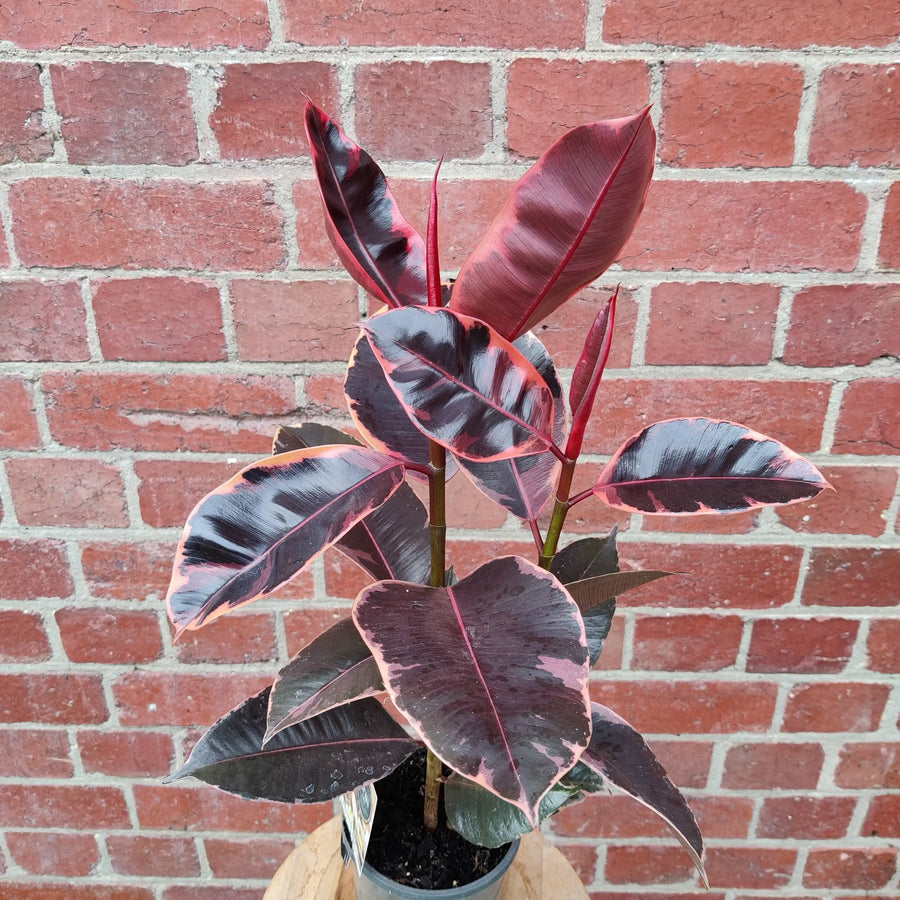 Ficus Elastica Ruby - 13cm Pot Folia House