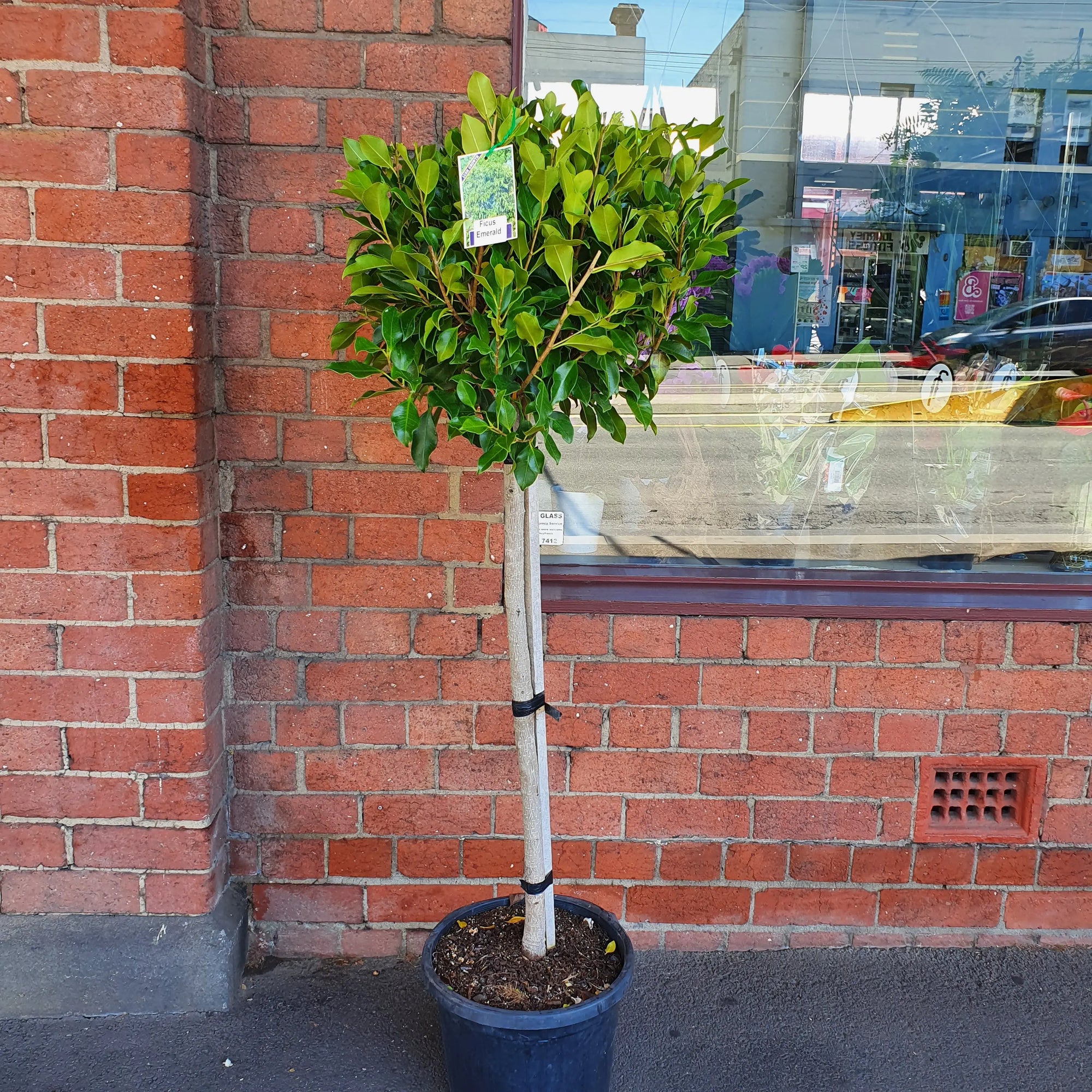 Ficus Emerald - 30cm Pot Folia House