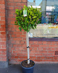 Ficus Emerald - 30cm Pot Folia House