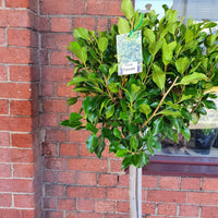 Ficus Emerald - 30cm Pot Folia House