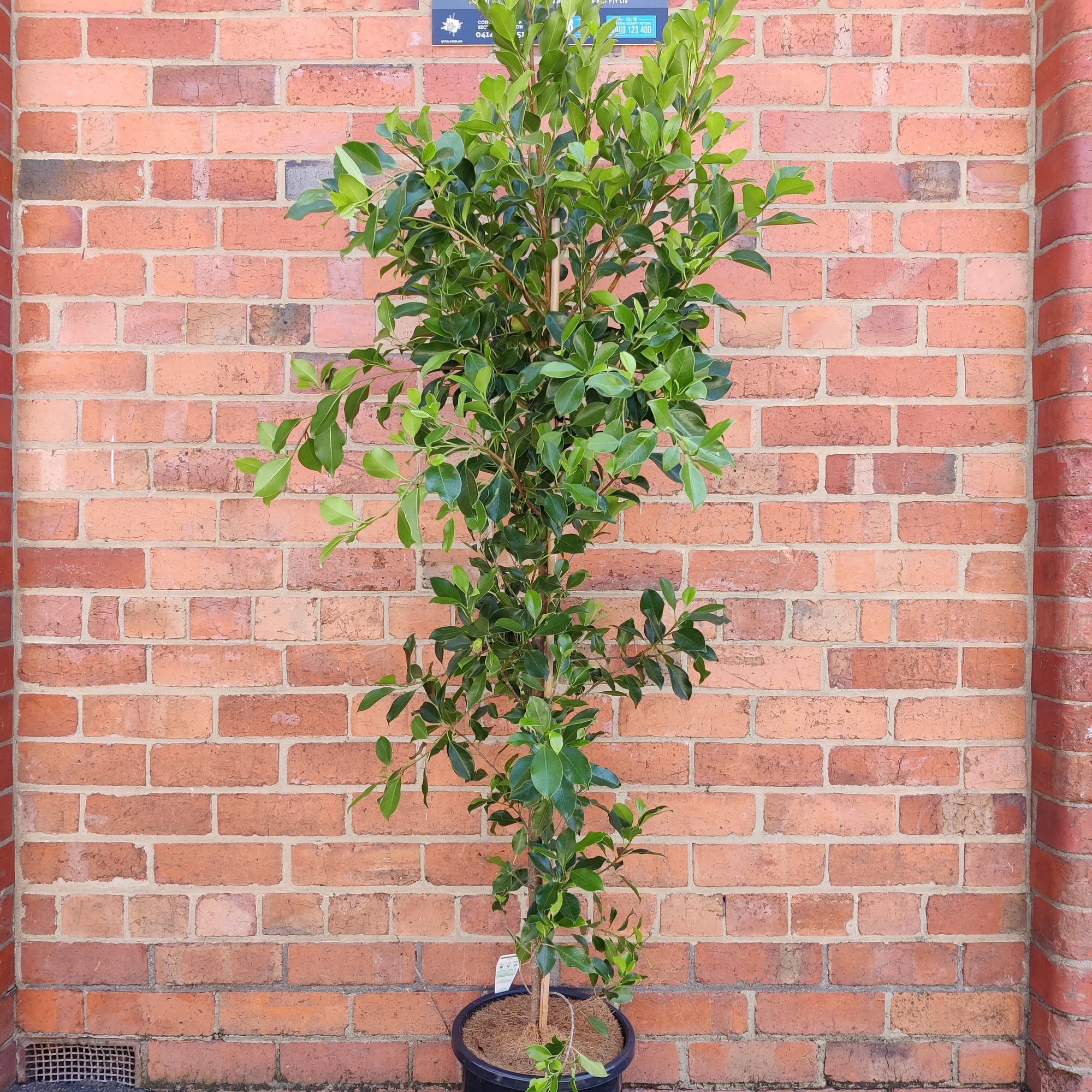 Ficus Hillii &#39;Flash&#39; - 30cm Pot Folia House