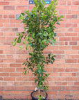 Ficus Hillii 'Flash' - 30cm Pot Folia House