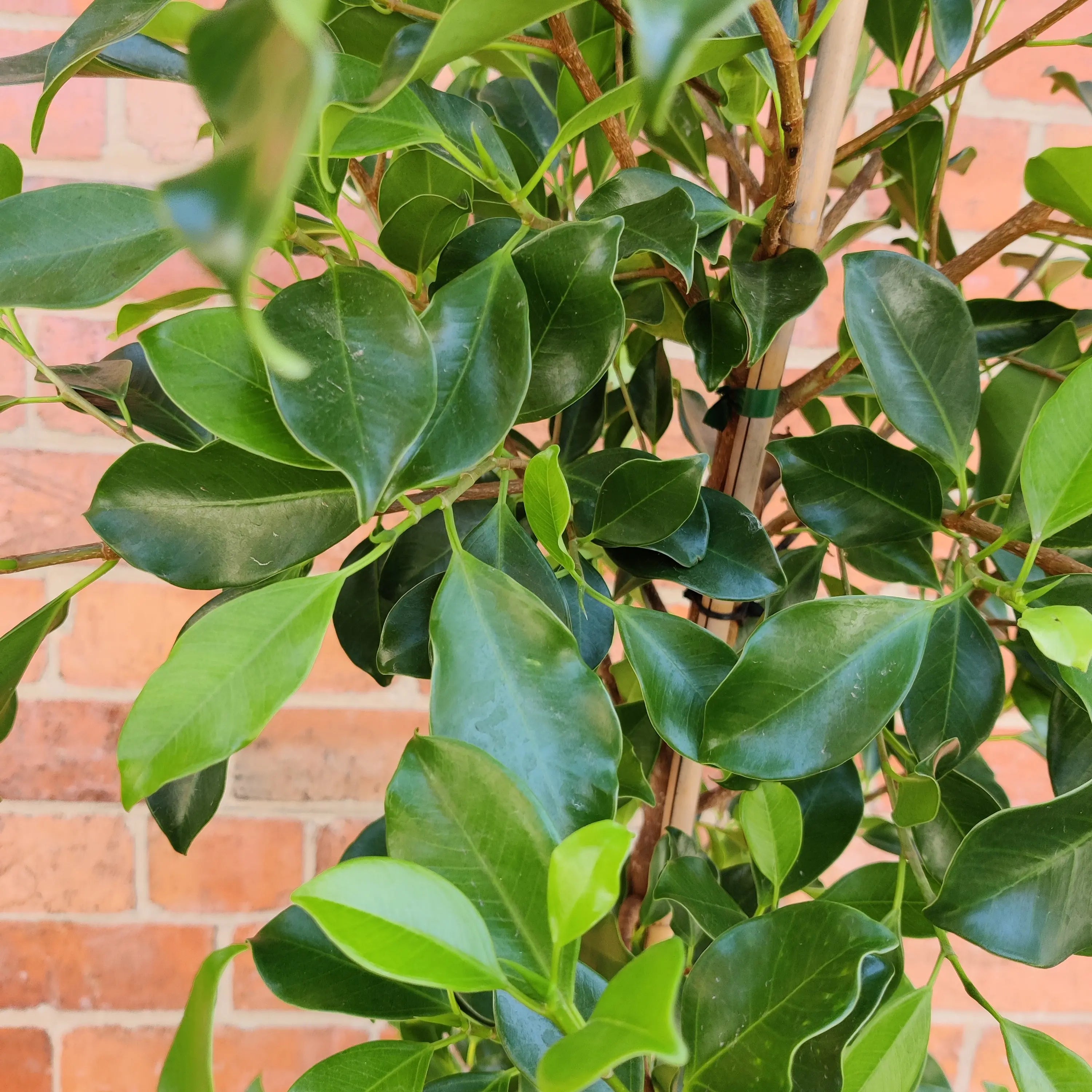 Ficus Hillii 'Flash' - 30cm Pot – Folia House