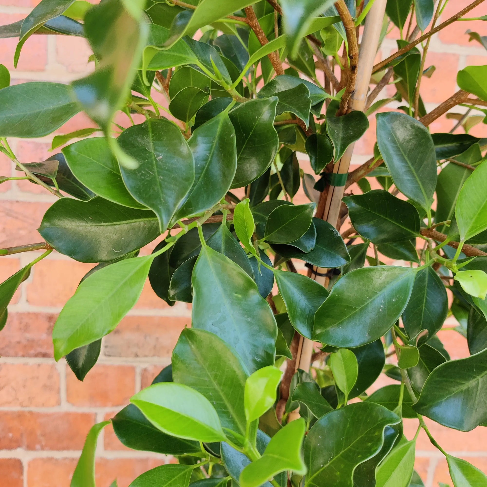 Ficus Hillii &#39;Flash&#39; - 30cm Pot Folia House