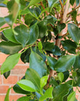 Ficus Hillii 'Flash' - 30cm Pot Folia House