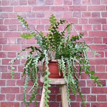 Fishbone cactus  Epiphyllum anguliger - 27cm Hanging Basket Folia House