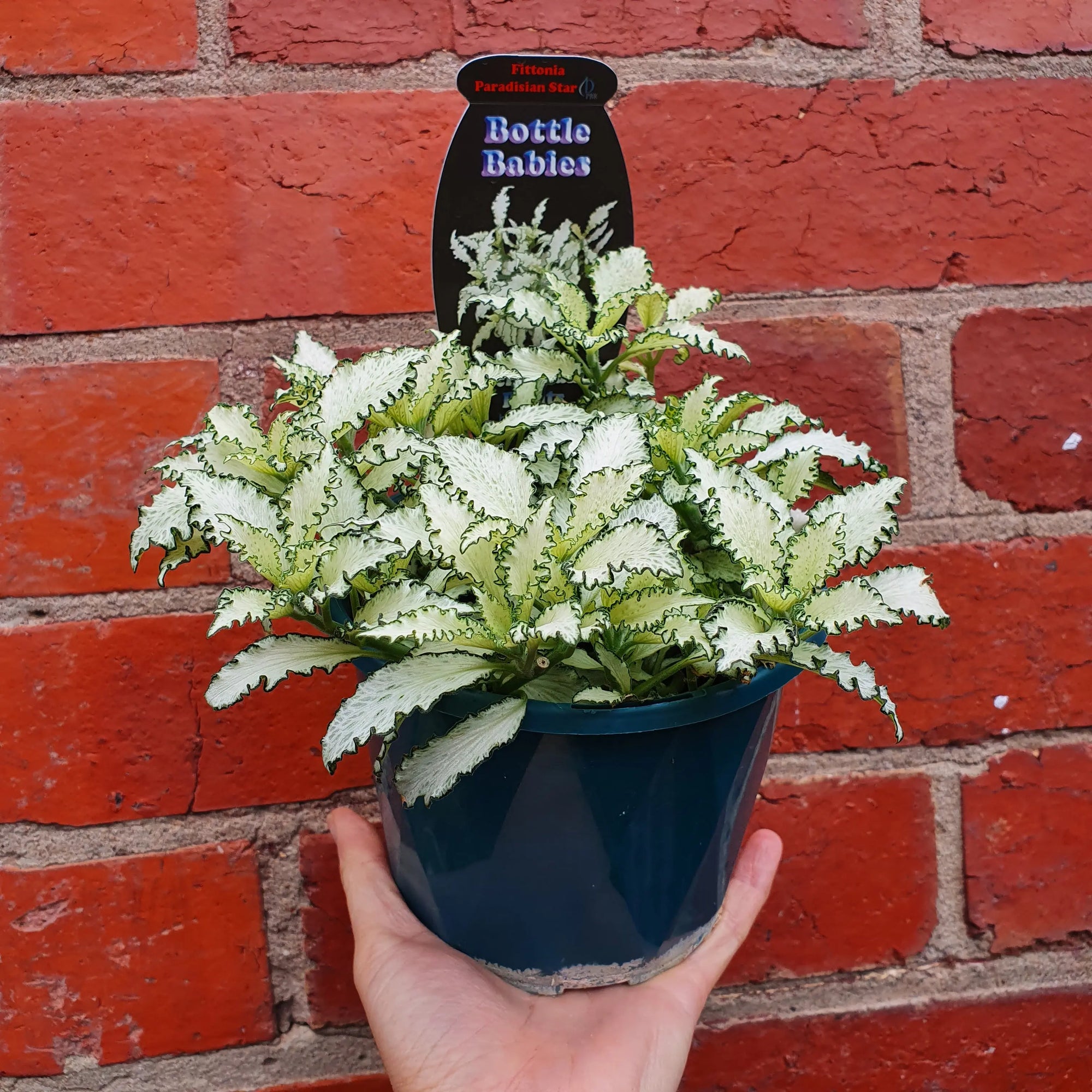 Fittonia Paradisian Star - 13cm pot Folia House