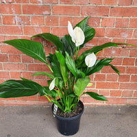 Flowering Peace Lily (Spathiphyllum sp) - 25cm Pot Folia House