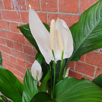 Flowering Peace Lily (Spathiphyllum sp) - 25cm Pot Folia House