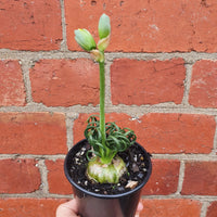 Frizzle Sizzle  (Albuca spiralis)- 7cm pot Folia House