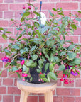 Fuchsia Basket - 25cm HB Folia House