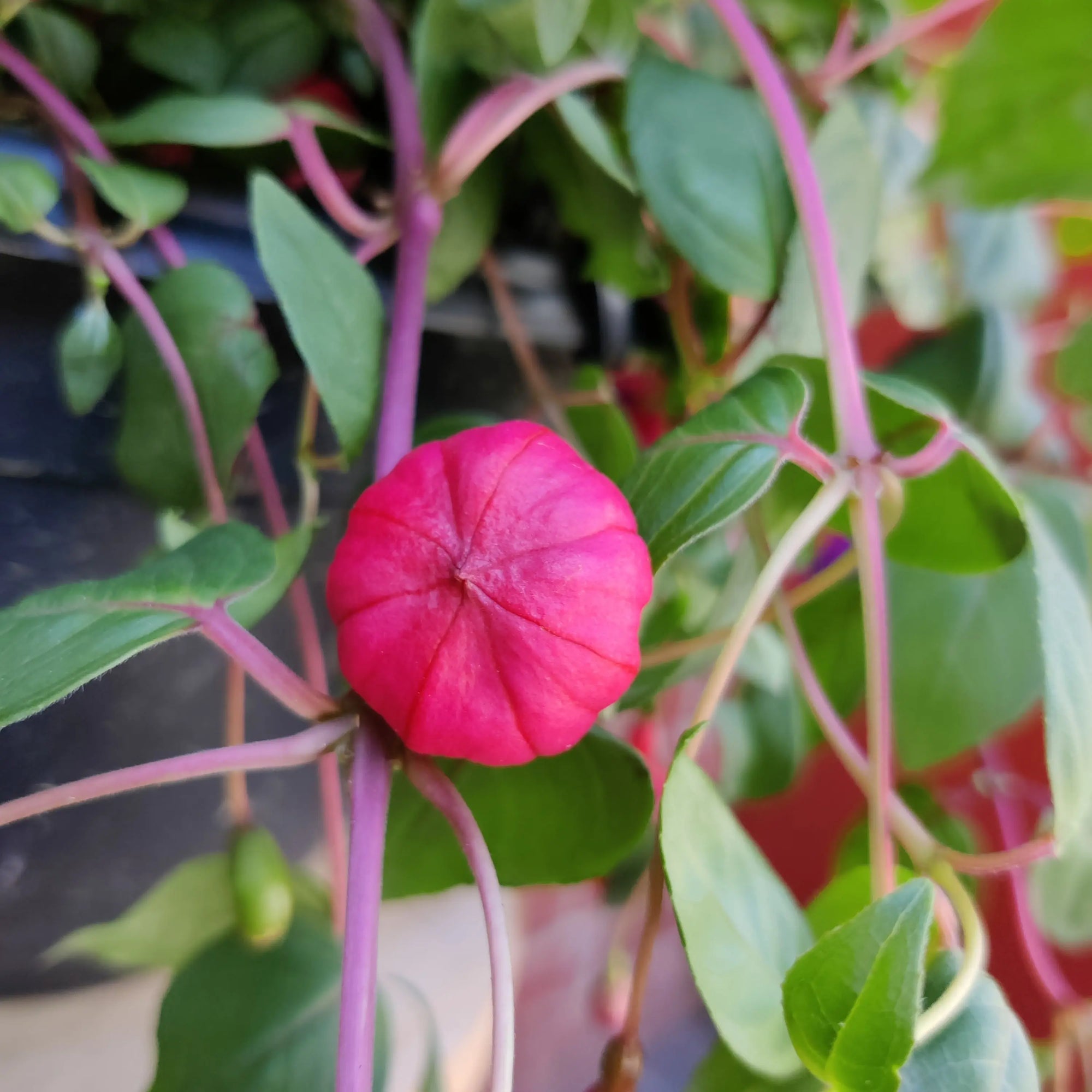 Fuchsia Basket - 25cm HB Folia House